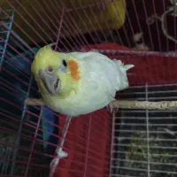 یک عدد عروس هلندی ماده سفید رنگ