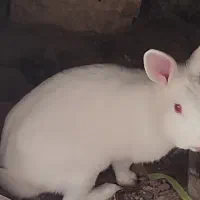 خرگوش بازیگوش وباهوش|موش و خرگوش|بیرجند, |دیوار