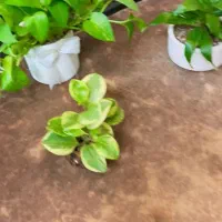 نیرو کار با حقوق بالا