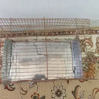 قفس
