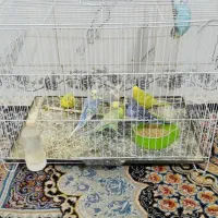 مرغ عشق|پرنده|تربت‌حیدریه, حاجی یار‎|دیوار