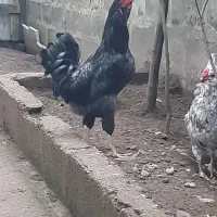 تخم مرغ گلین وخروس گلین مشکی