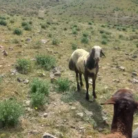 بره قوچ دامازدغ