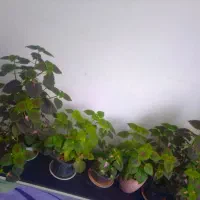 گل یسن یوسف خیلی شاداب