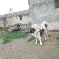 سگ قهدر جونی|سگ|درب گنبد, |دیوار