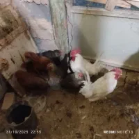 خروس|حیوانات مزرعه|معصومیه, |دیوار