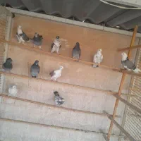 کبوتر پرشی|پرنده|پاکدشت, پارچین|دیوار