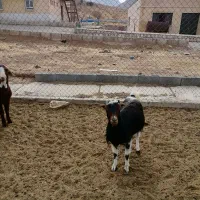 فروش بز|حیوانات مزرعه|شهرکرد, |دیوار