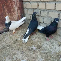 سه تا نر عالی|پرنده|بهبهان, |دیوار