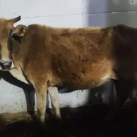 گاو یا گوساله آبستن نزدیک زایمان