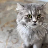 گربه اصیل|گربه|ایلام, |دیوار