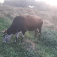 گاو مال داری