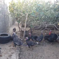 فروش بوقلمون برنز تخم گذار