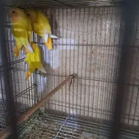 کوتوله اوپال سرنارنجی