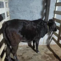 لیشه  چالوسی اصیل|حیوانات مزرعه|آستانه اشرفیه, |دیوار