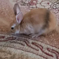 خرگوش یکماه ونیم ، تمیز، اروم، بی ازار مودب|موش و خرگوش|بهبهان, |دیوار