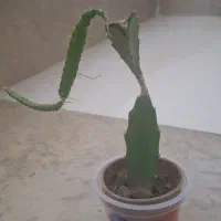 گل کاکتوس آپارتمانی|گل و گیاه طبیعی|سقز, |دیوار