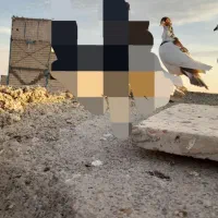 سه تا حیوون قلدر پرشی