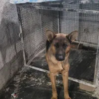 سگ ژرمن|سگ|بیستون, |دیوار