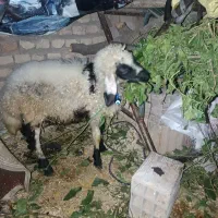 نر. بره.   قوچ