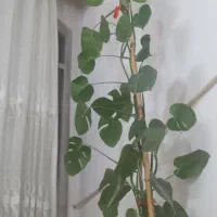 گل طبیعی|گل و گیاه طبیعی|قم, ولیعصر|دیوار