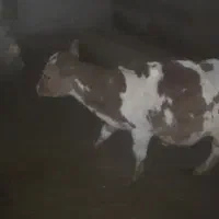 گاو شیری گوساله دار|حیوانات مزرعه|آشخانه, |دیوار