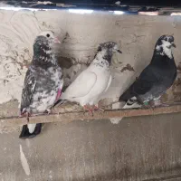 کفتر