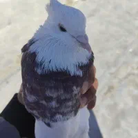 طوقی نر بدون عیب