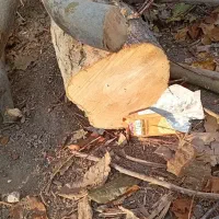 خرید‌چوب‌سیب‌گلابی،انجیر،انگور،زیتون،بالاترین قیمت