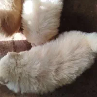 فروش سگ|سگ|لامرد, |دیوار