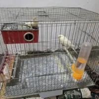 مرغ عشق مولد لیمویی