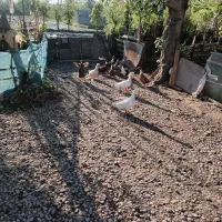 اردک|حیوانات مزرعه|رشت, آب آسیاب|دیوار