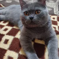 گربه اسکاتیش نر آماده جفت گیری|گربه|مشهد, عبادی|دیوار
