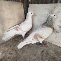 کبوتر کفتر رنگی دمسفید چادری هفترنگ طوقی