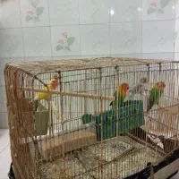دو جفت طوطی برزیلی ‌و دوجفت مرغ عشق