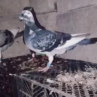 کفتر پاجوش کلوته550 تحویل درب منزل