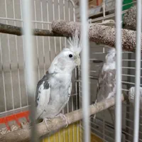 جفت عروس هلندی