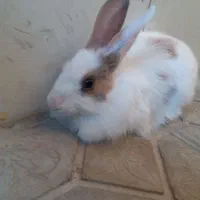 خرگوش بازی گوش|موش و خرگوش|مریوان, |دیوار