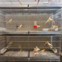 قناری موزاییکی 2026 فوق العاده