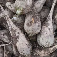 چغندر فروشی|خدمات باغبانی و درختکاری|خوشاب, |دیوار