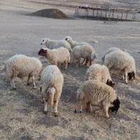 فروش   هشت عدد بره نر|حیوانات مزرعه|ایوان, |دیوار