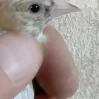 جوجه سهره نر تضمینی همه حلبه دار گل بلند|پرنده|ری, صفاییه (چشمه علی)|دیوار