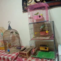 قفس پرنده و پرنده مرغ عشق ماده و نر