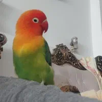 طوطی برزیلی دستی