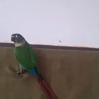فروش دو تا طوطی گرنیچگ