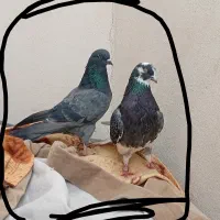 یک جفت آنتیک