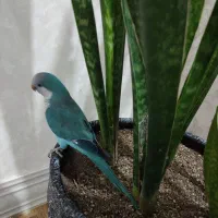 پرنده گمشده