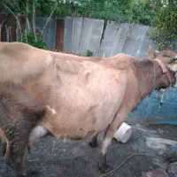 گاو جرسی اصل