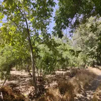 باغ اناری ۱۰۰۰ متری