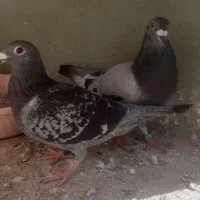 کبوتر پلاکی،مسافتی
